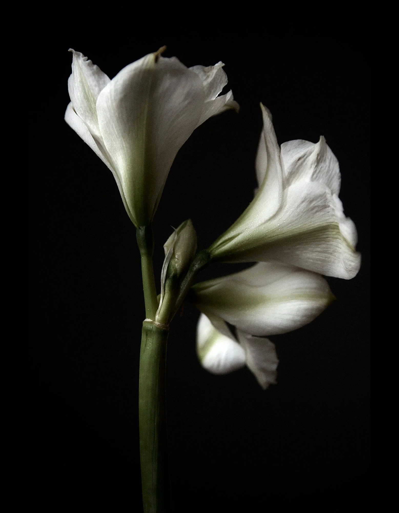 AMARYLLIS New York 2017