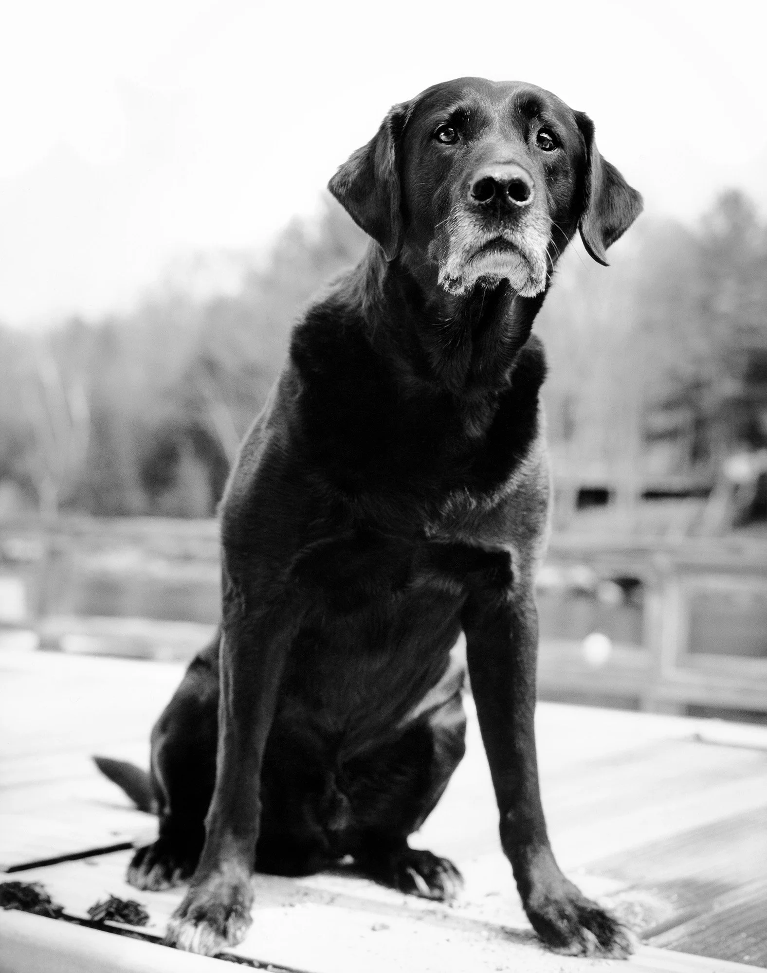PORTER OLD DOG New Hampshire 2000
