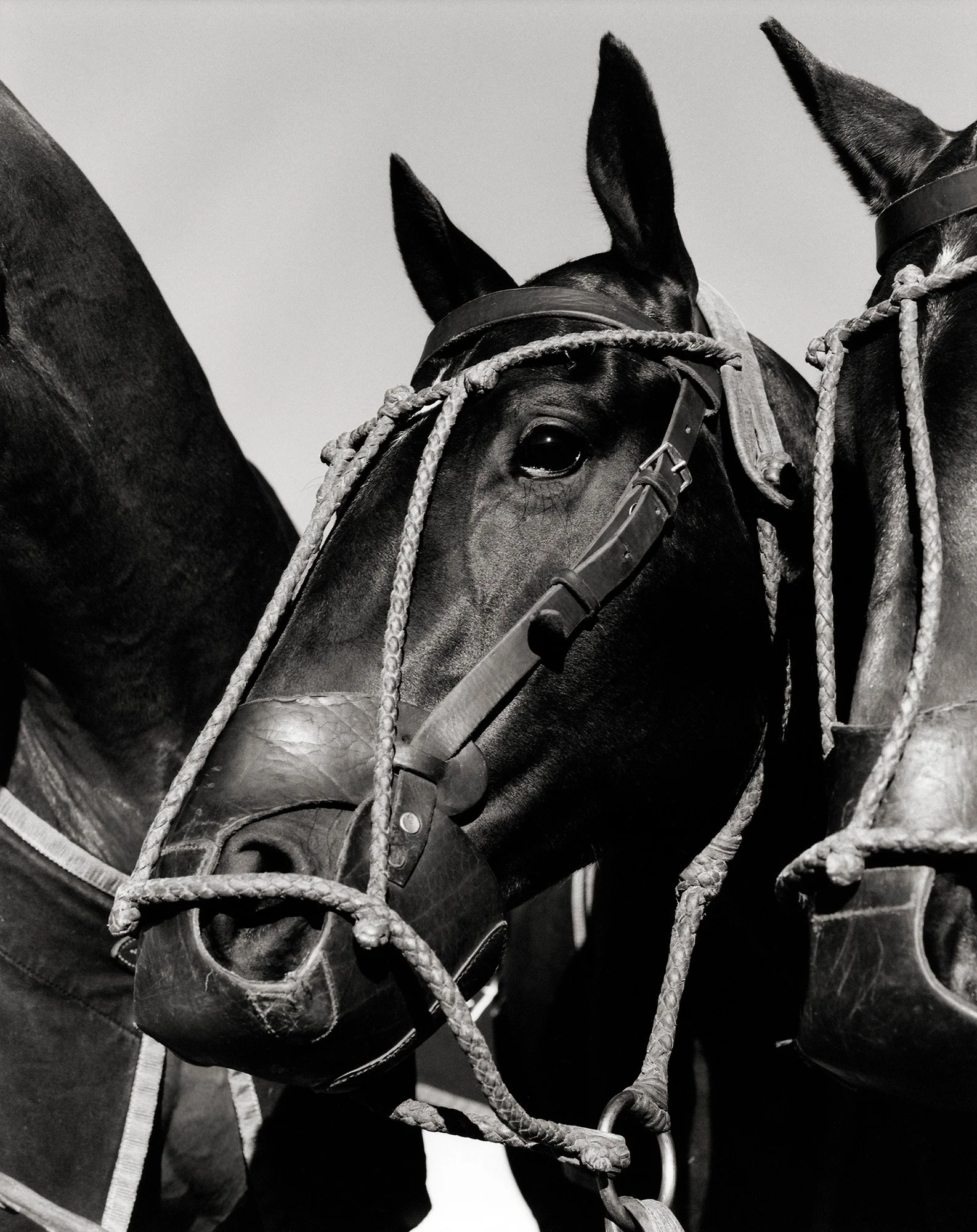 ADOLFO’S THREE HORSES Buenos Aires, Argentina 2006