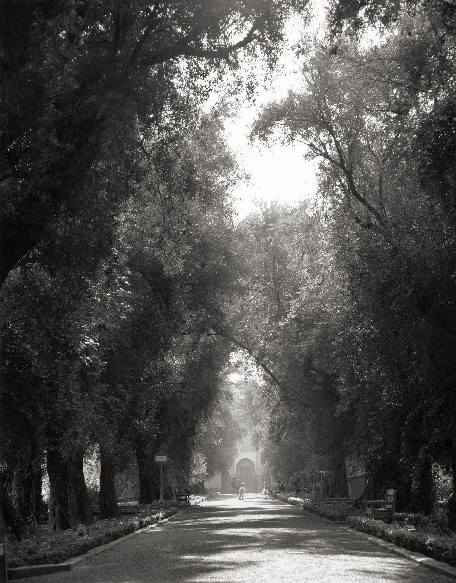 ORANGE GROVE Morocco 1995