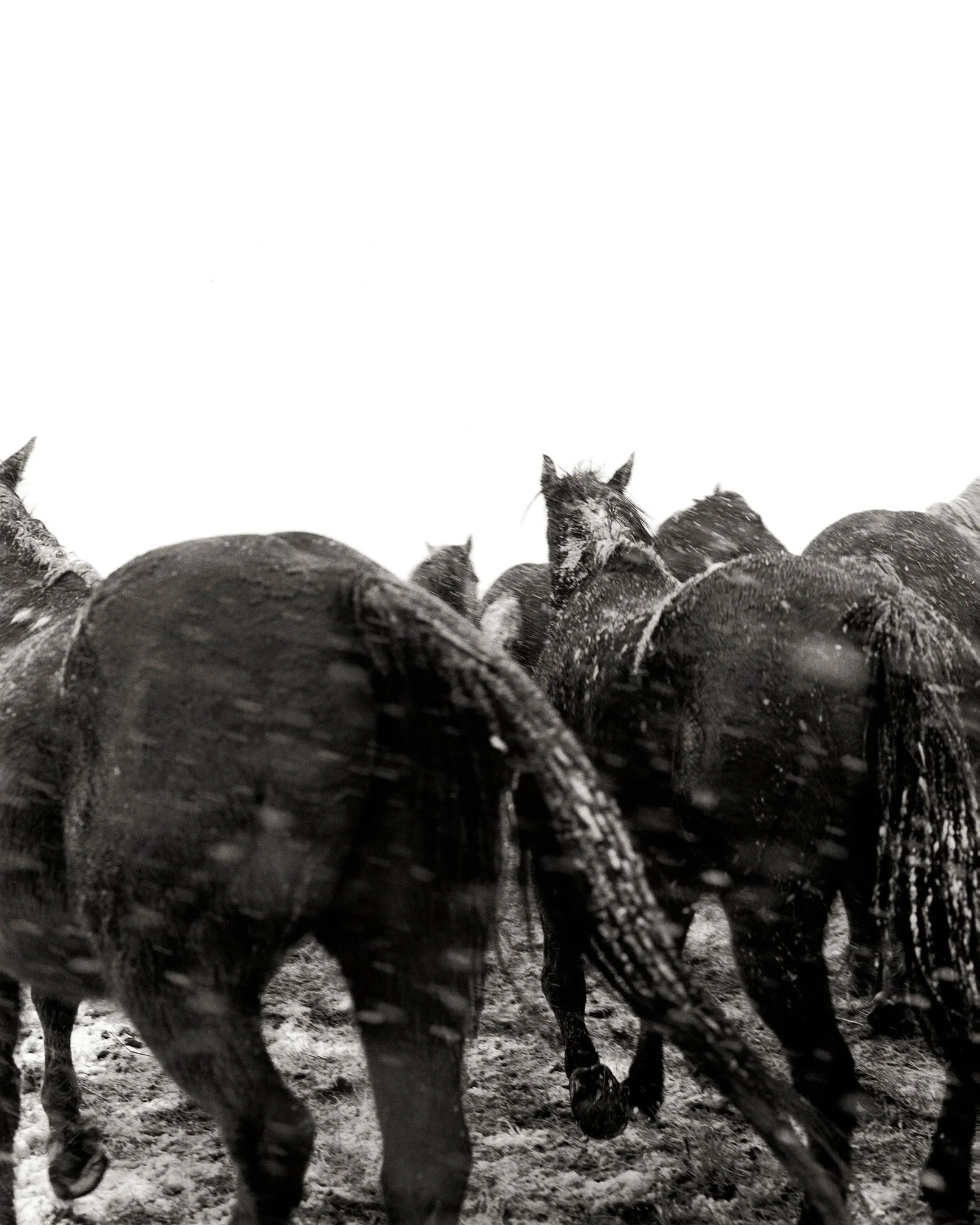 HORSES IN THE SNOW I Montana 1999