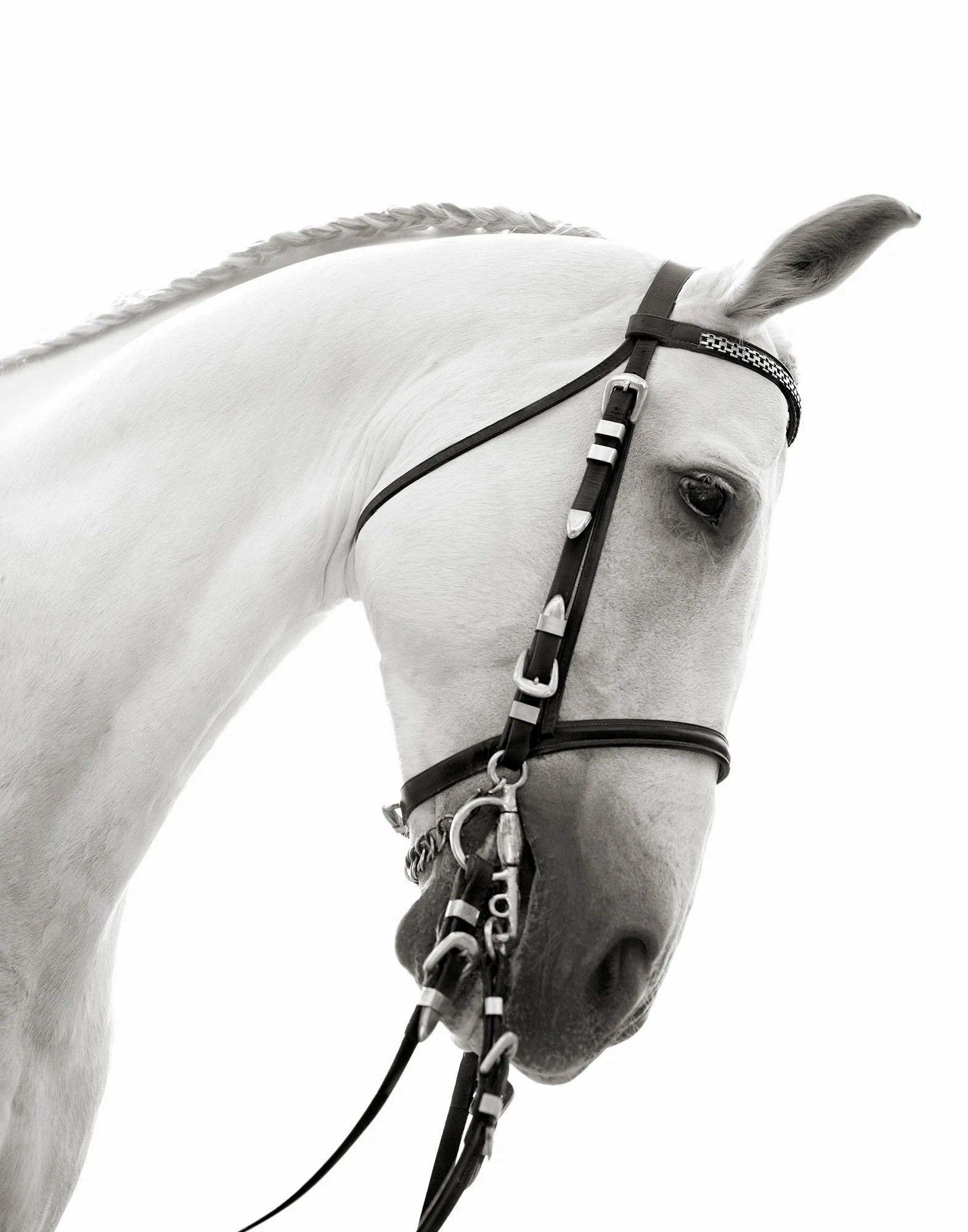 WHITE HORSE BOWING East Hampton, NY 2011
