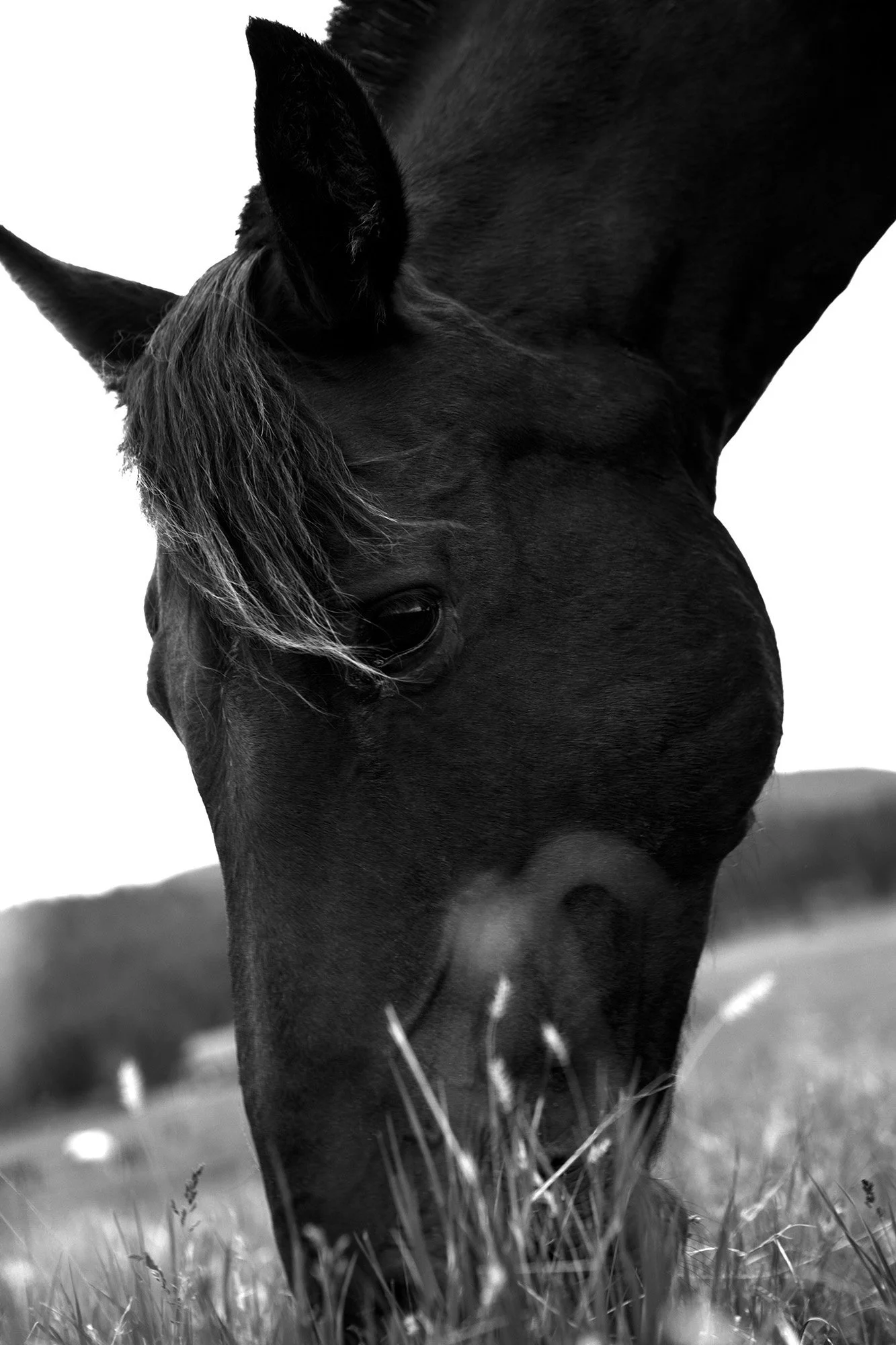HORSE EATING Utah 2011