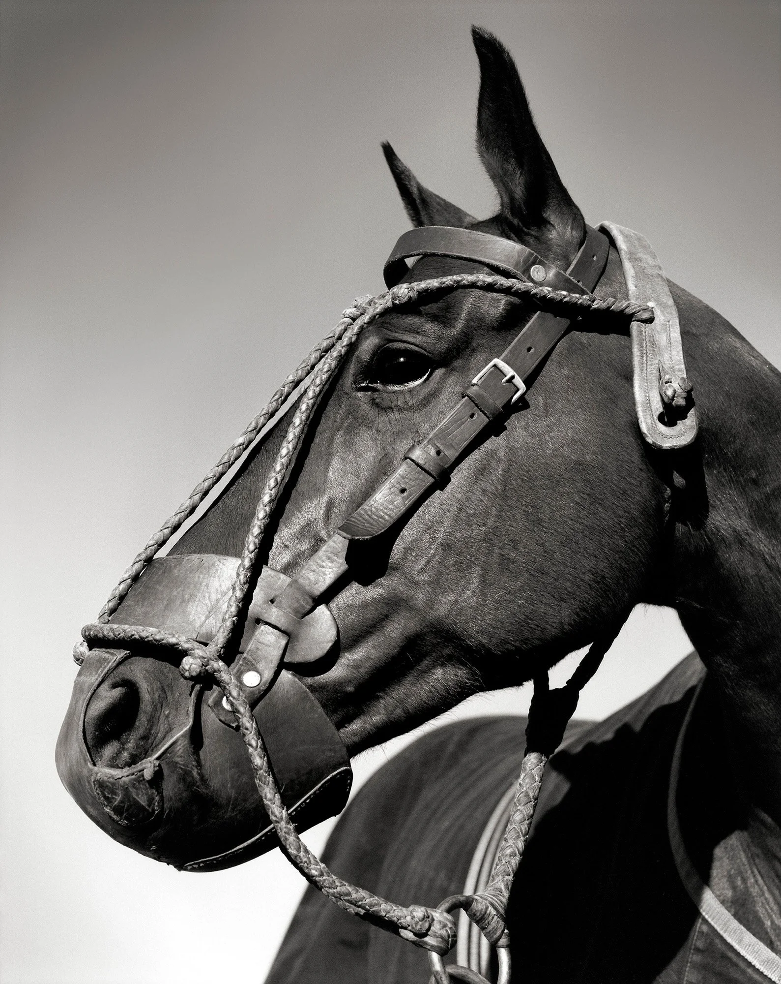 PORTRAIT OF A HORSE Buenos Aires, Argentina 2006