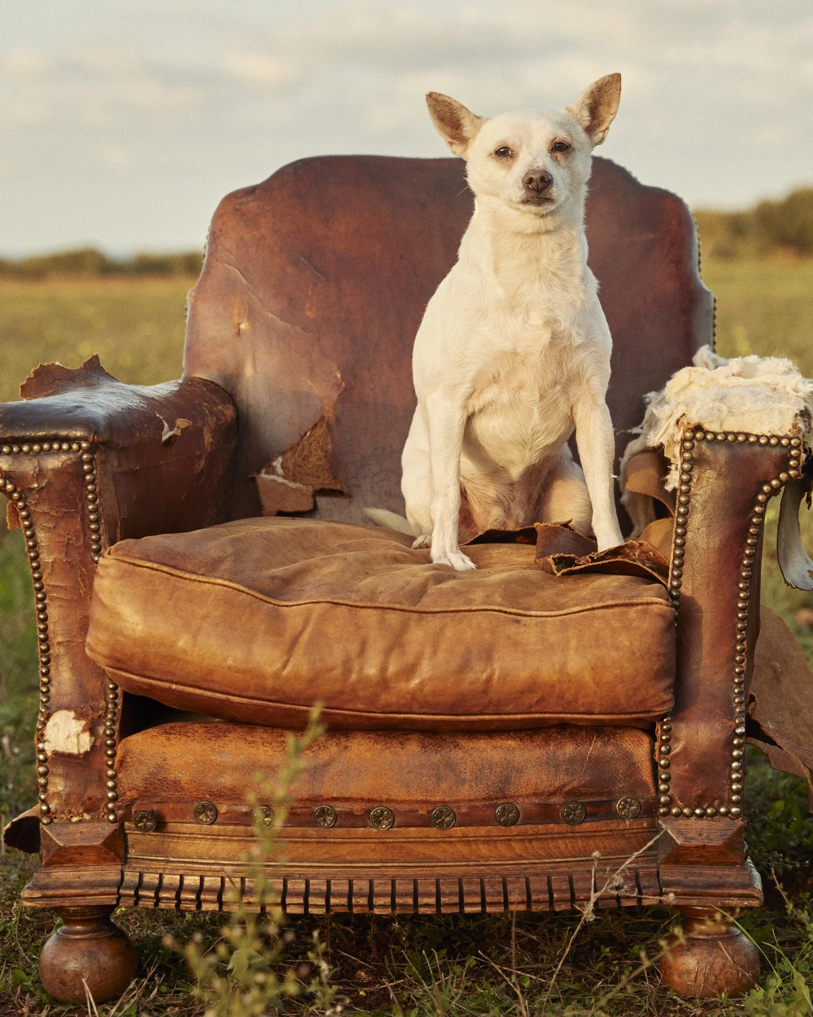 DOG I Puglia, Italy 2020