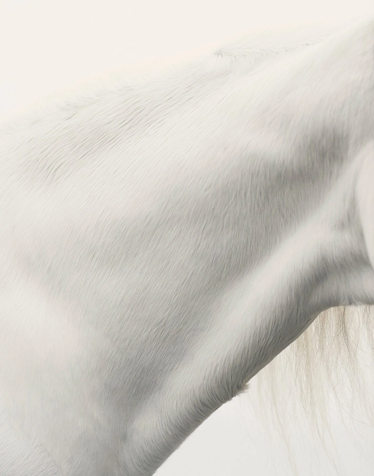 WHITE HORSE NECK I Goodwood, England 2016
