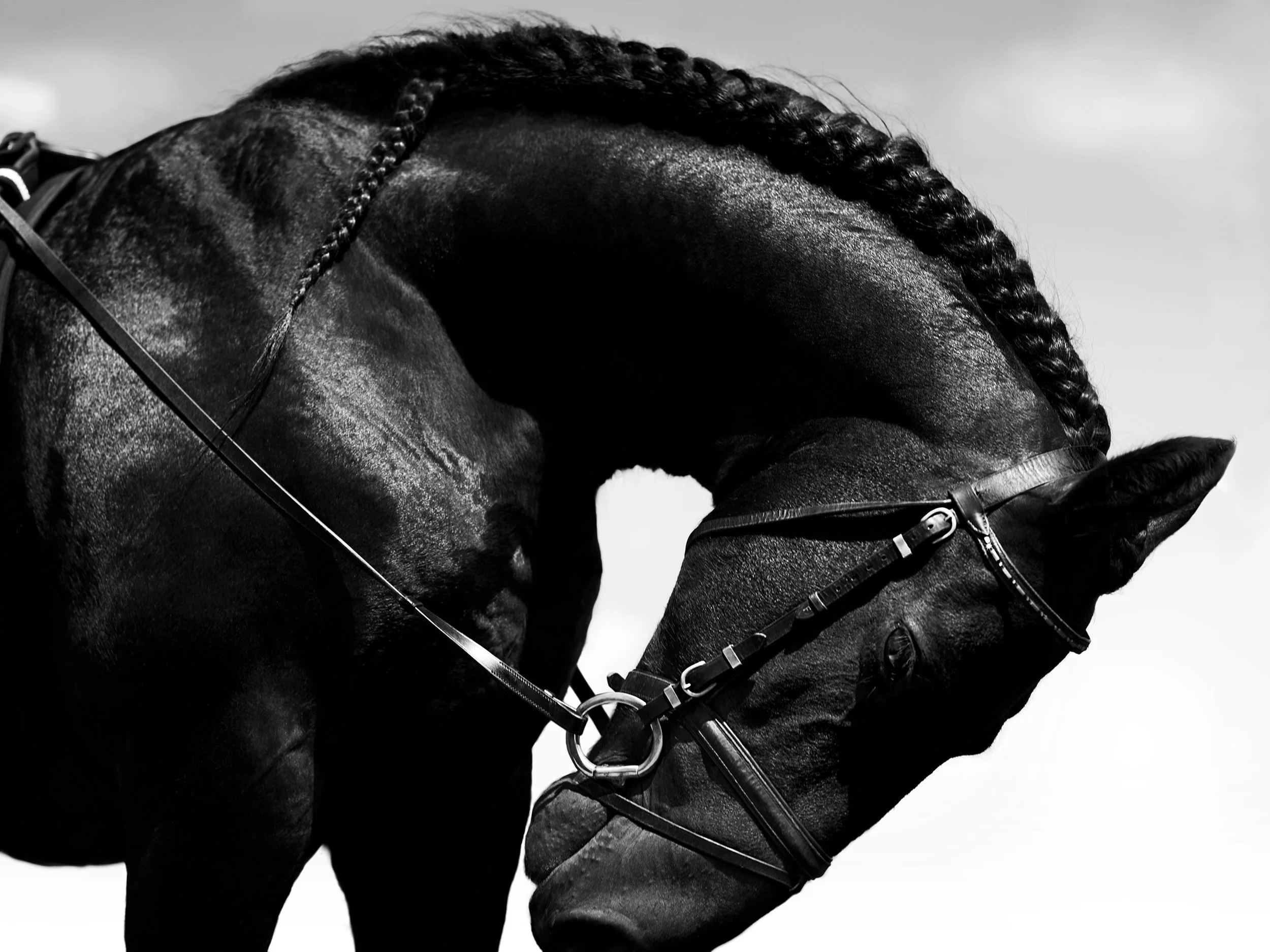 BLACK HORSE BOWING East Hampton, NY 2011