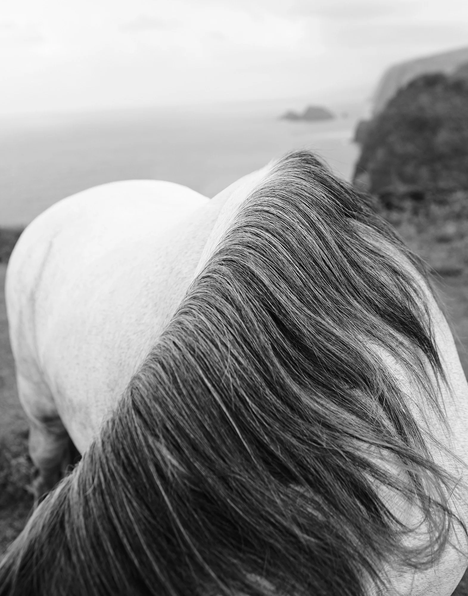 HORSE HAWAII V Hawaii 2011