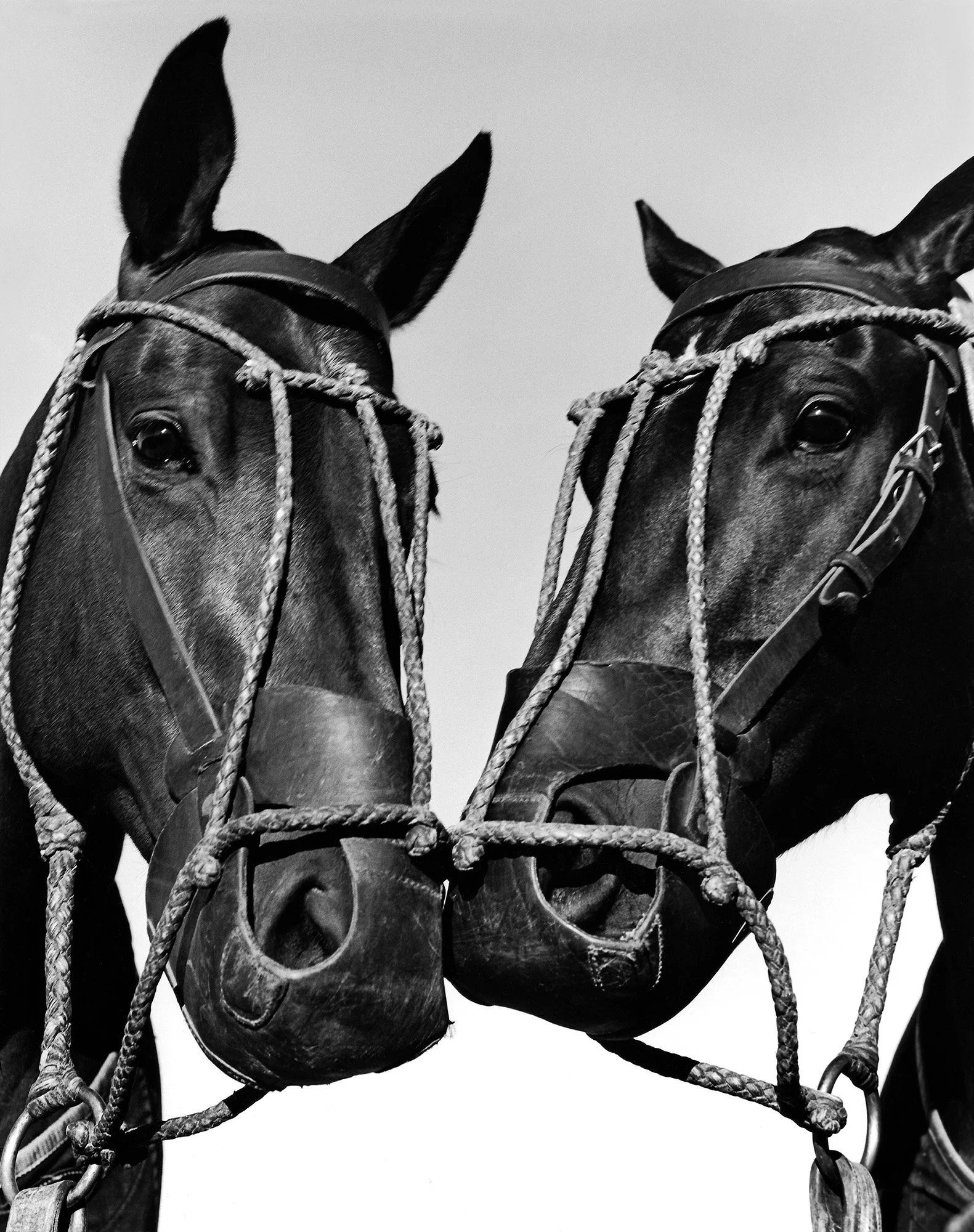 ADOLFO’S TWO HORSES Buenos Aires, Argentina 2006