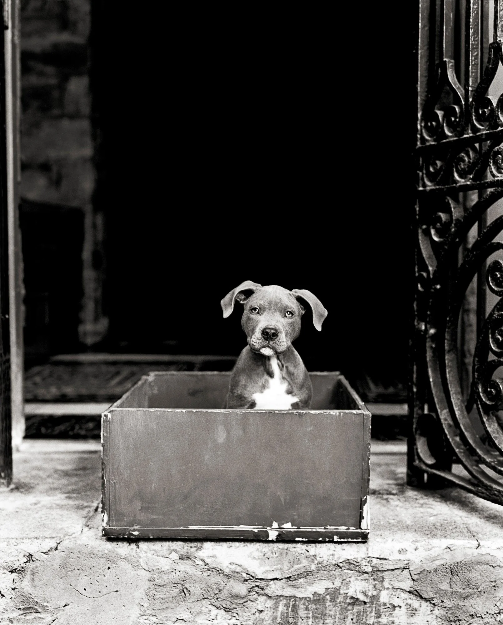 PUPPY IN A BOX Yonkers, NY 2007