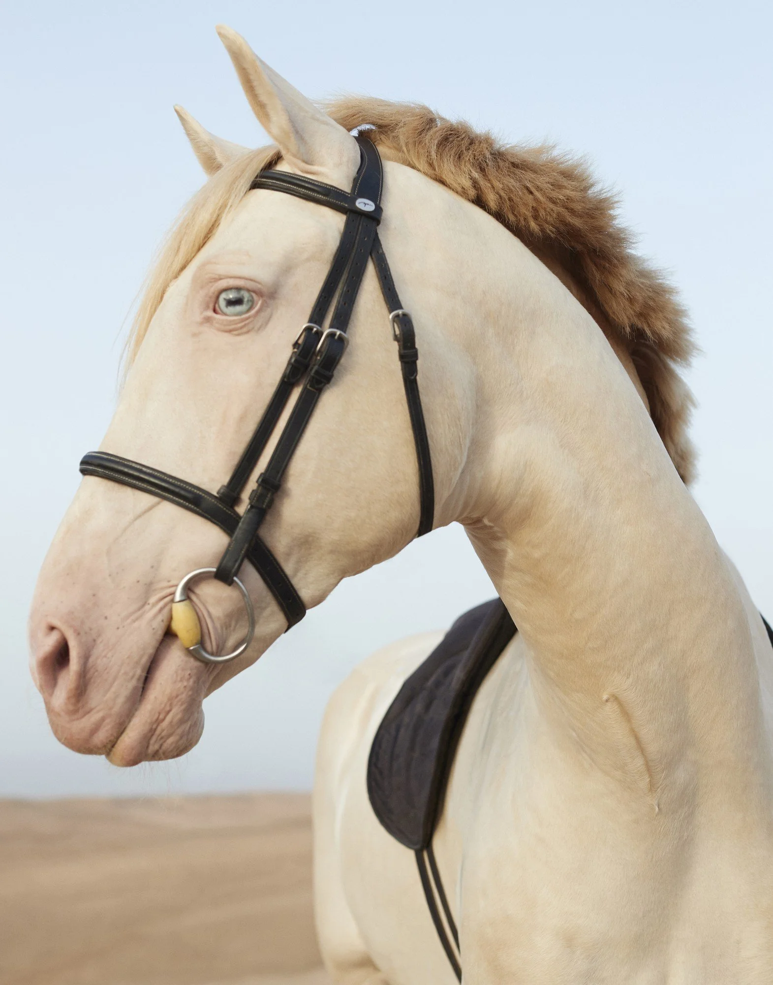 ALBINO HORSE WITH REINS Morocco 2021
