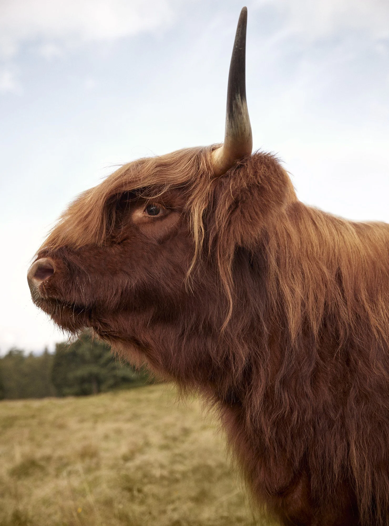 HIGHLAND BULL Scotland 2019