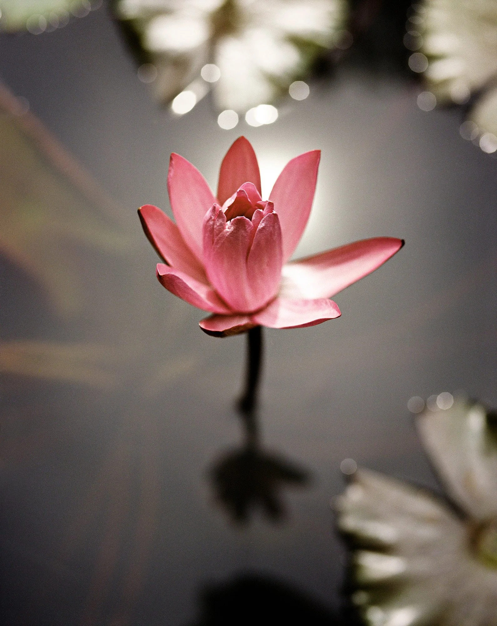 PINK WATERLILY II Central Java Indonesia 2008
