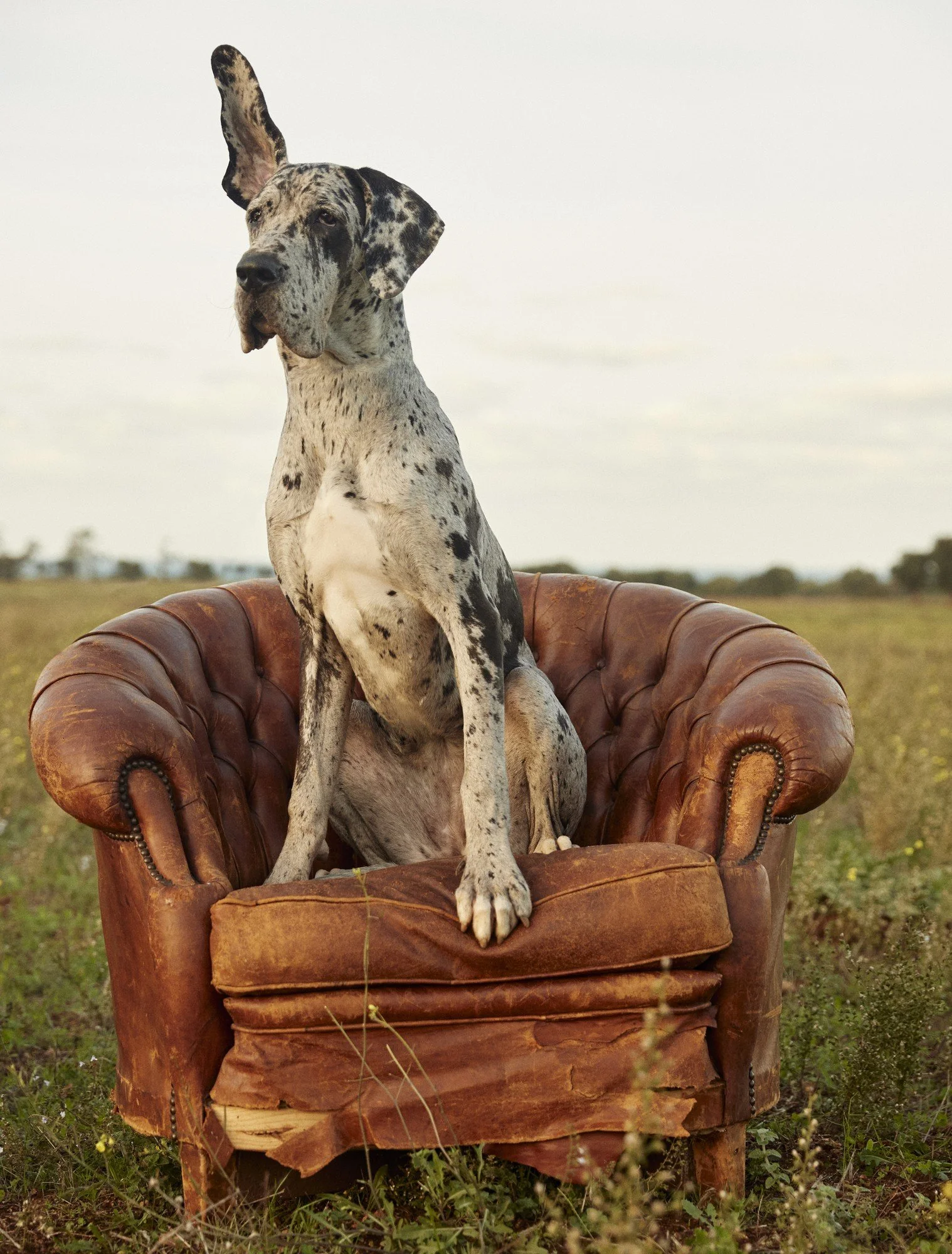 DOG II Puglia, Italy 2020