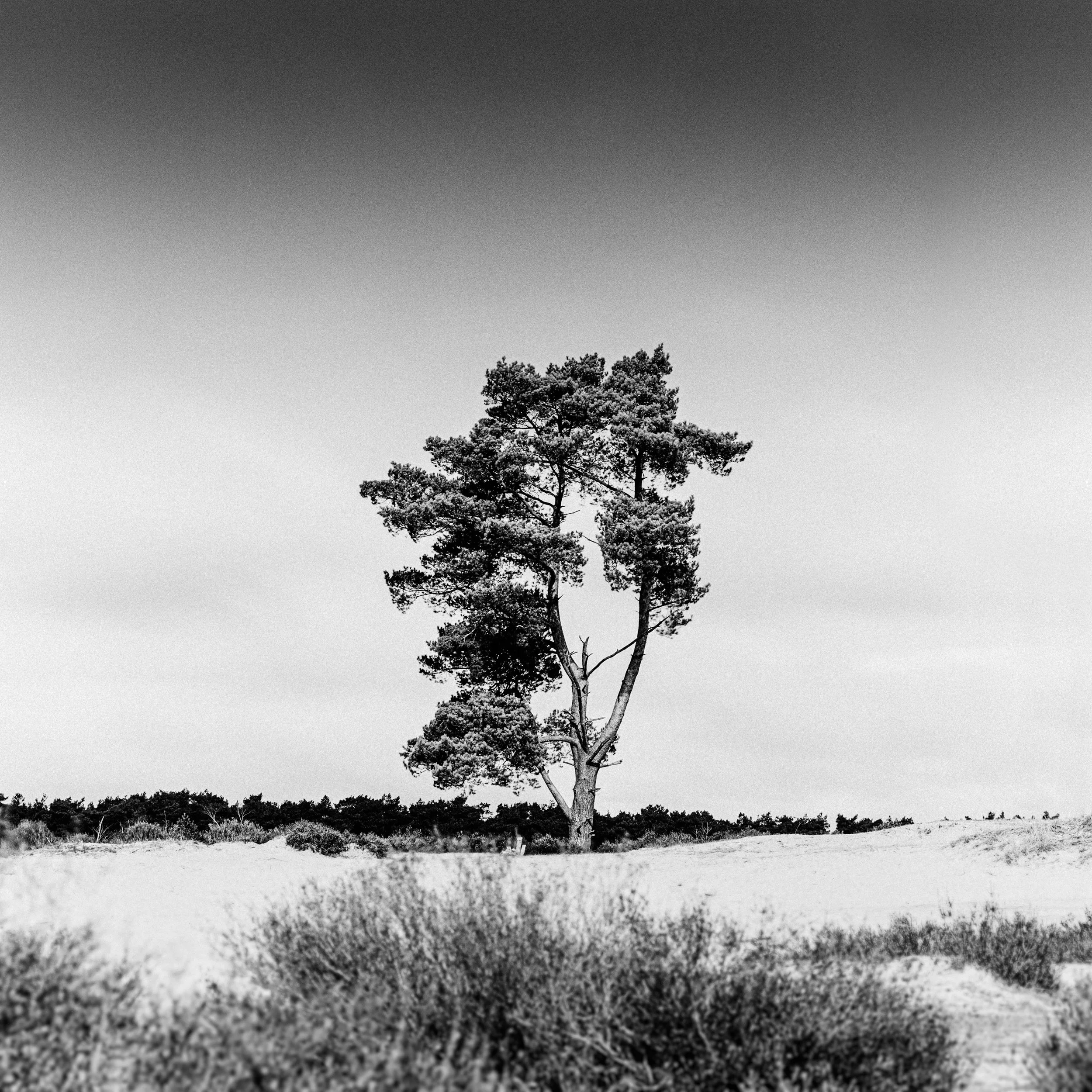 Soesterduinen, Netherlands, 2023