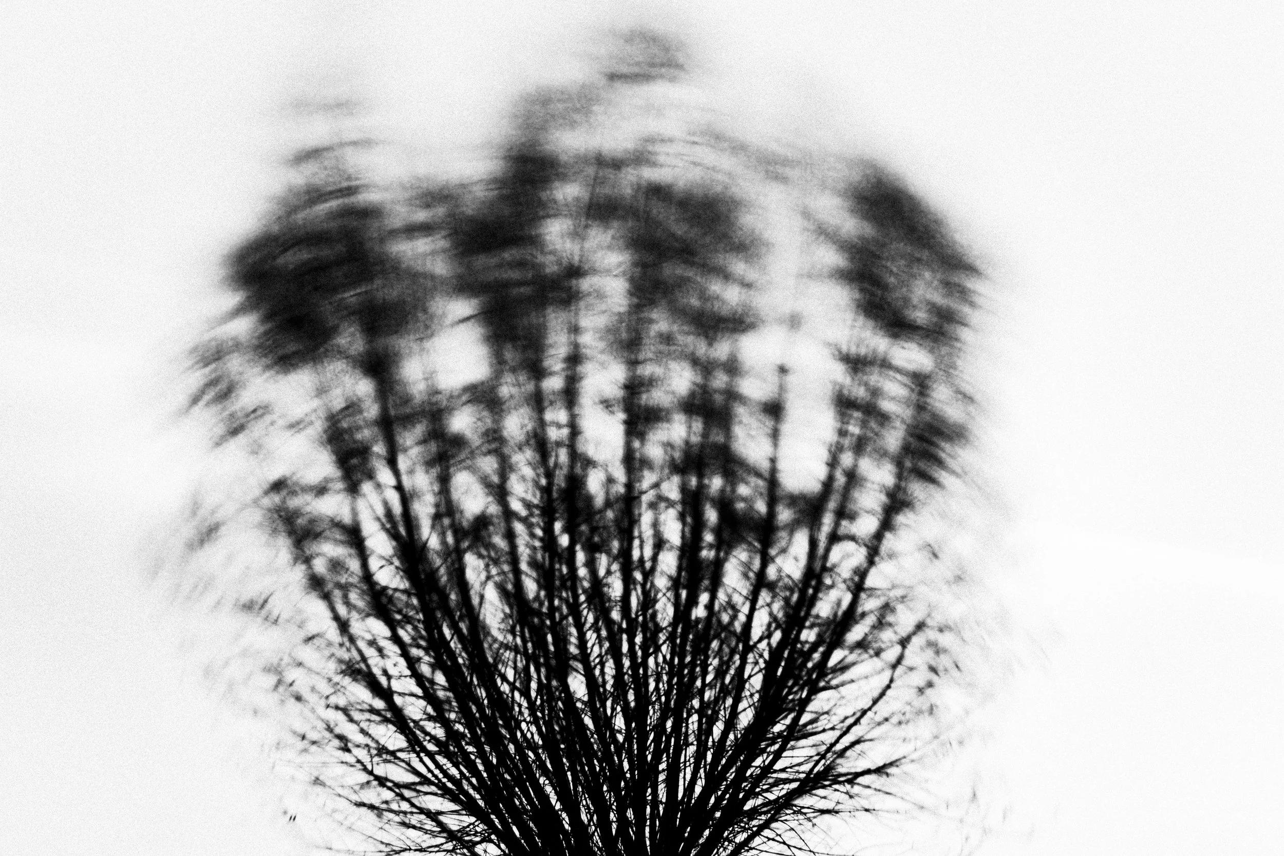 Pollard Willow