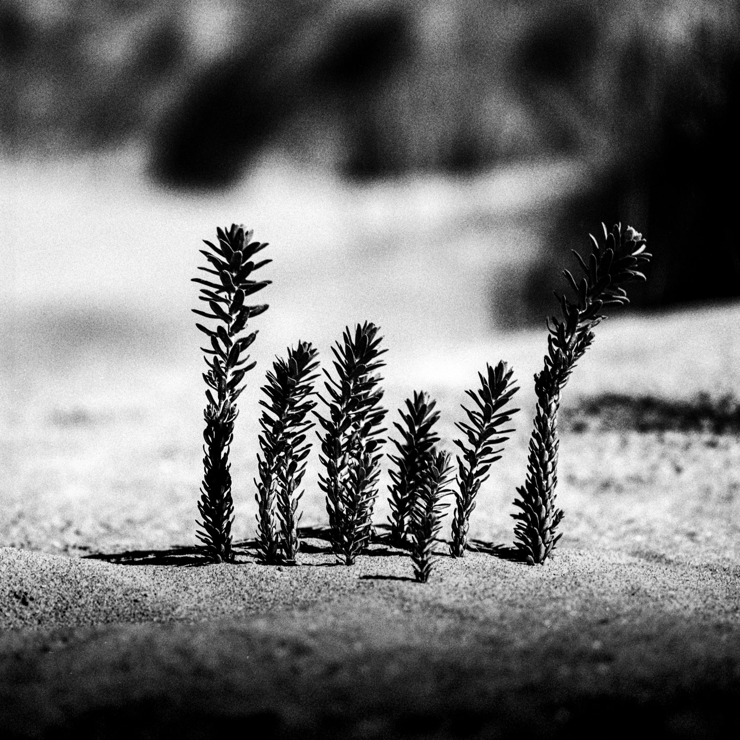 Zandmotor, Ter Heijde, Netherlands, 2023