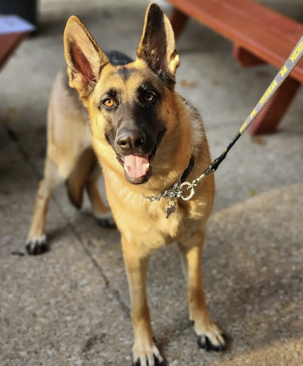 2026-01-29 15_14_29-Greenshot.png