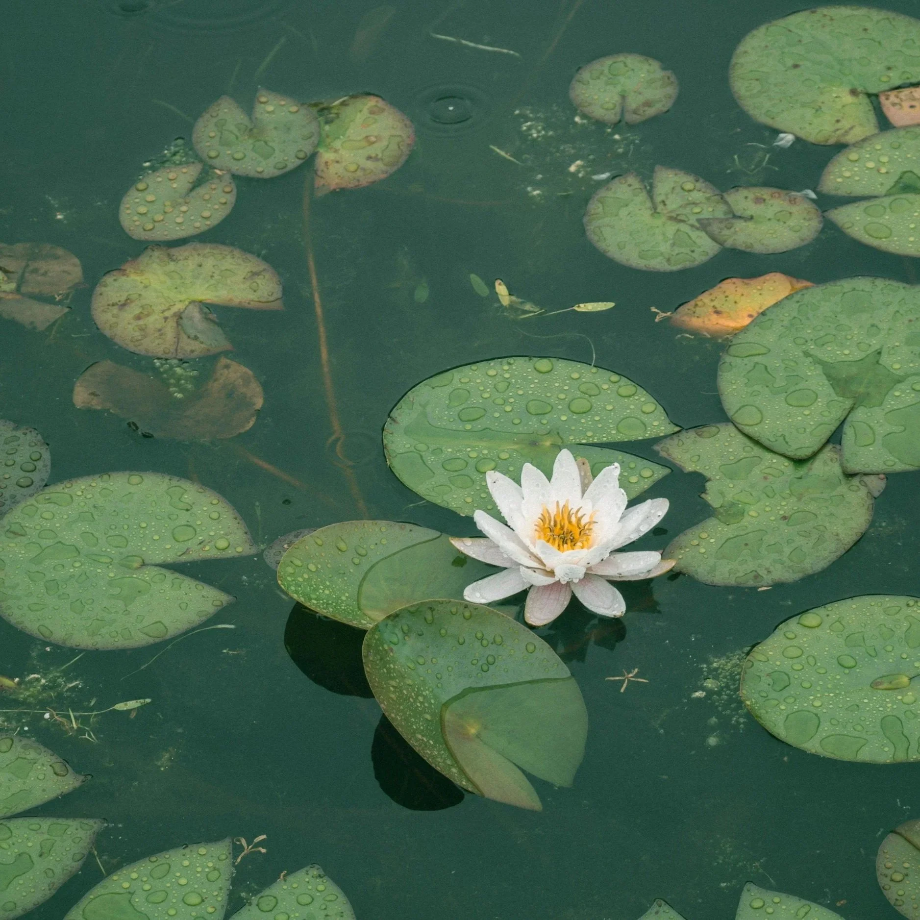 The Heart of the Pond: Keeping Pumps in Prime Condition