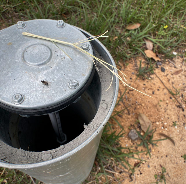 ants and dead beetle under cracked well cap