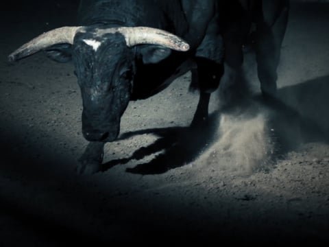 Under Armour "Bull"