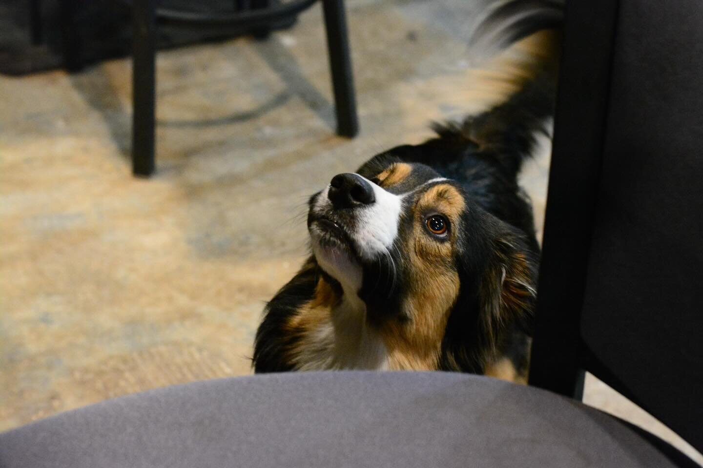 Check out this adorable pup named Mindy! Thank you to @andrea.lauscher for letting me capture these precious moments. Follow me for more great content! 📸🔥