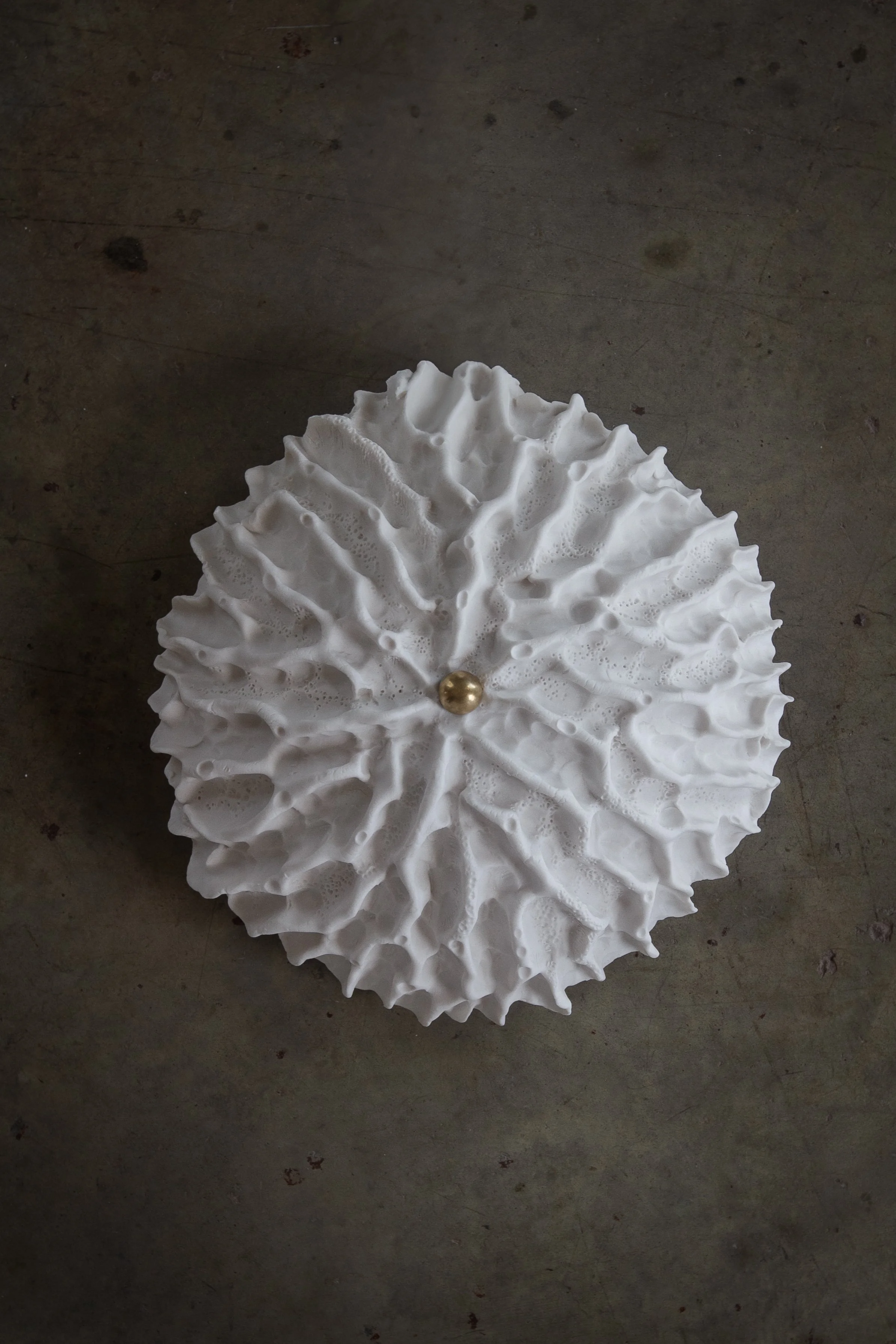 Limpet Wall Light