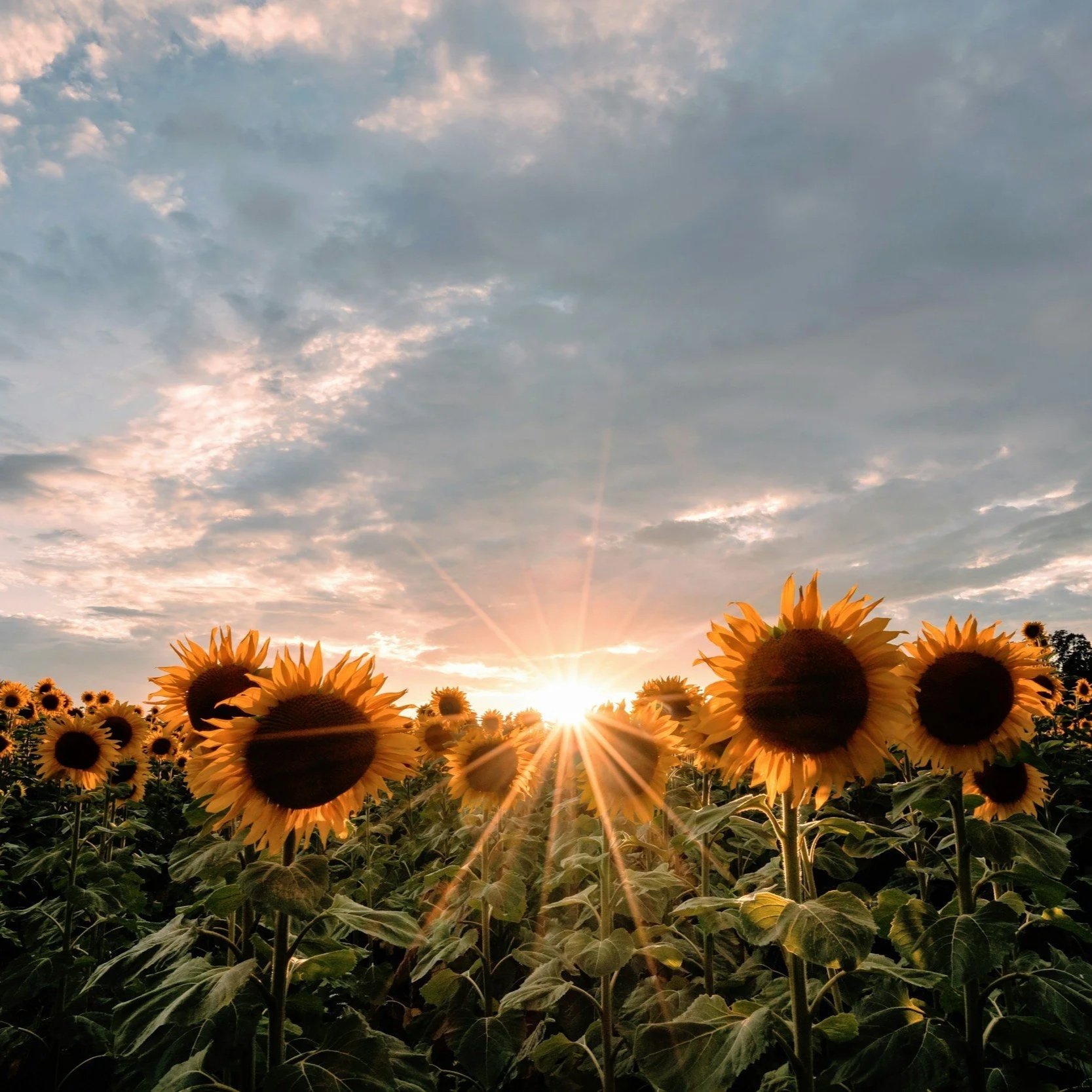 August 2026 | Intuitive Astrology Forecast