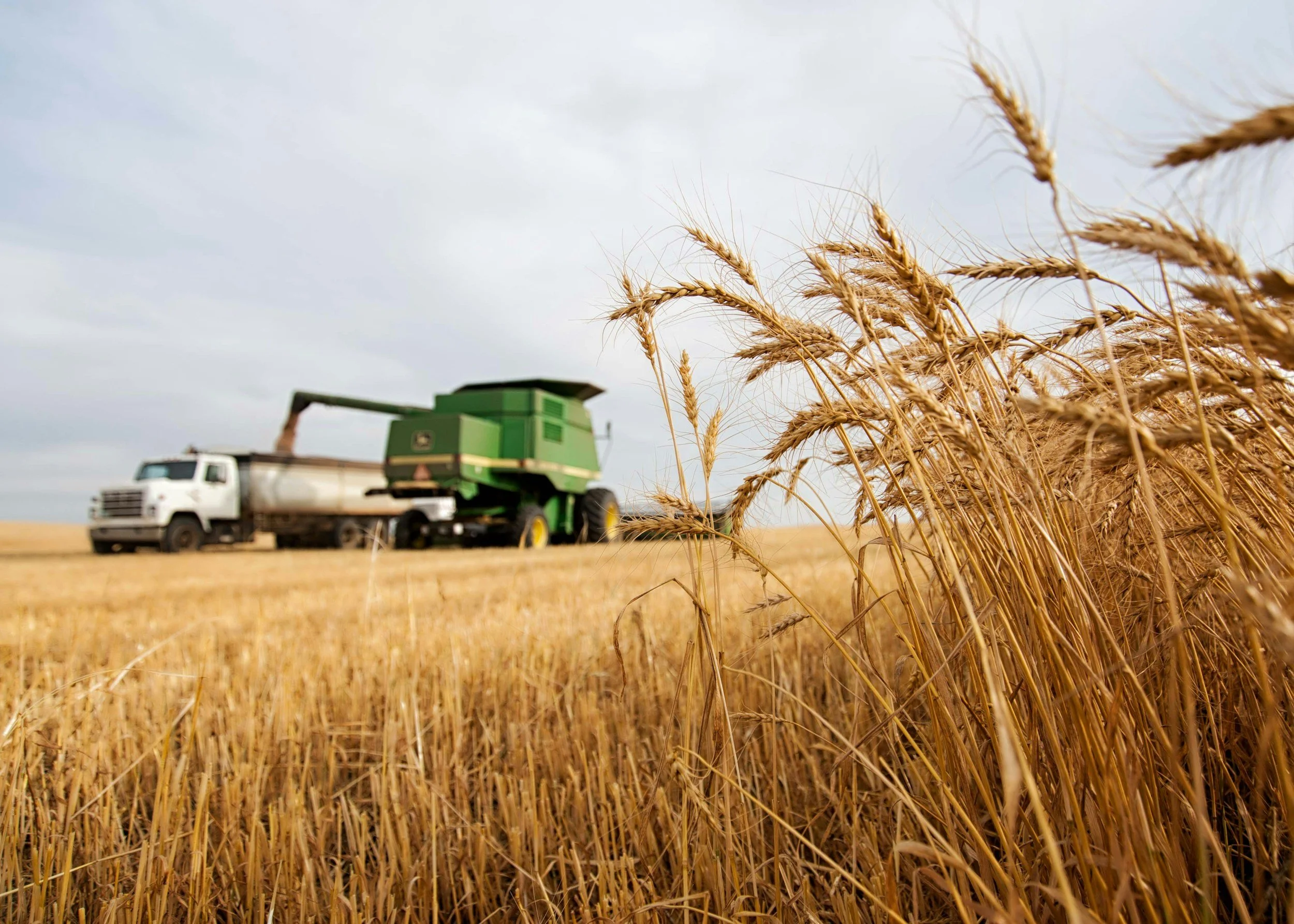 Golden wheat field with a green combine harvester and a white truck in the background under a cloudy sky.