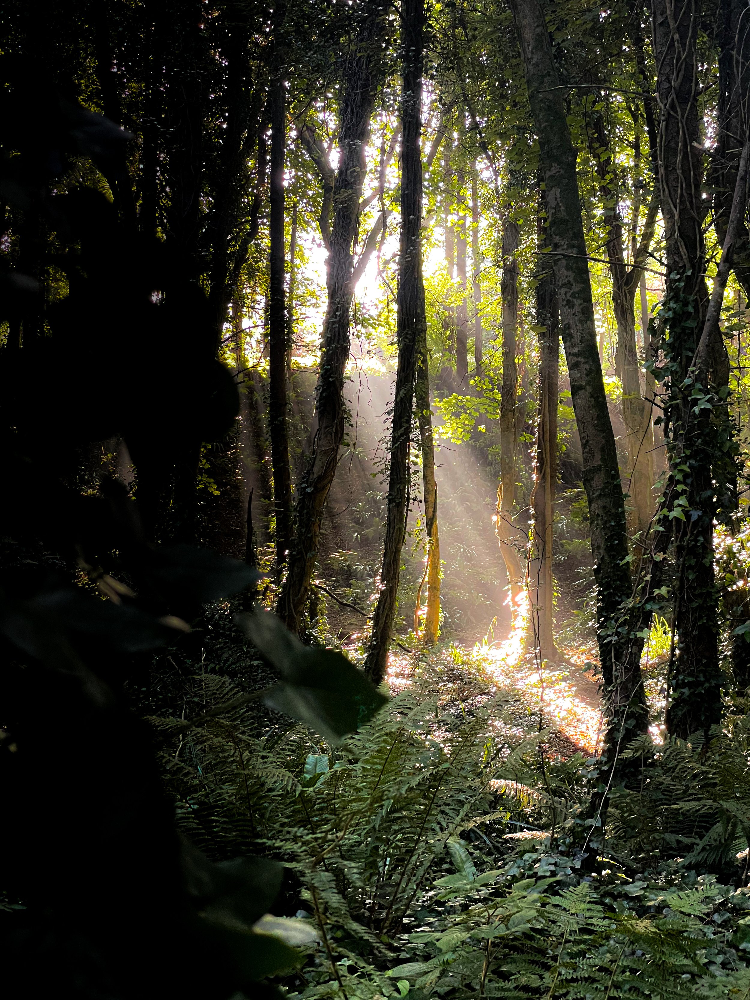 Courtown Woods