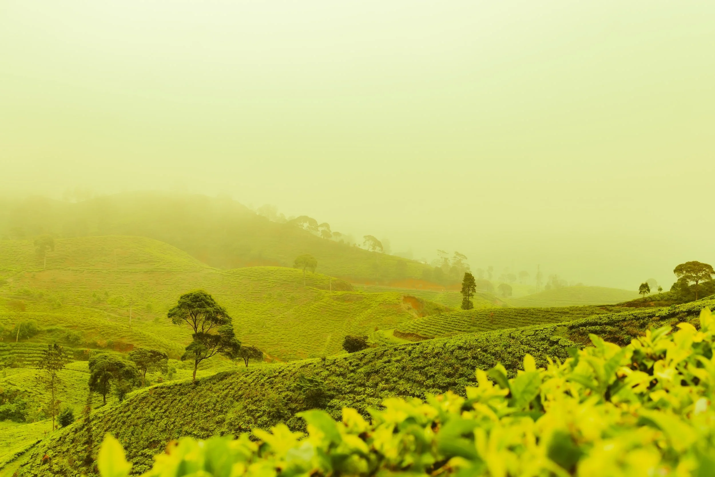Gentleman Tea: Read The Science