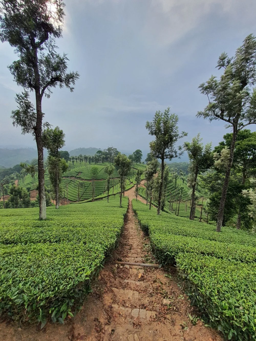 Relax & Sleep Tea: Read The Science