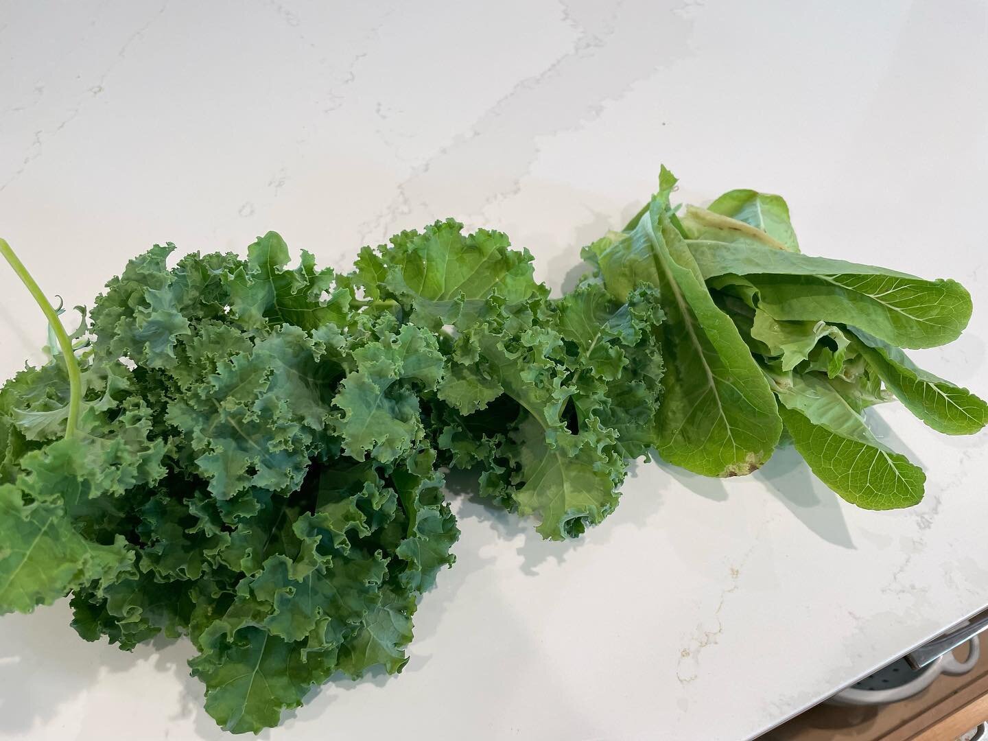 Nice little greens harvest today! Romaine and Blue Kale 🥬  Time for a salad

.
.
.
#garden #gardening #gardeners #gardensofinstagram #permaculture #vegetablegardening #veggies #veg #stpete #florida #sunshine #sunshinecity #health #kale #caesarsalad 