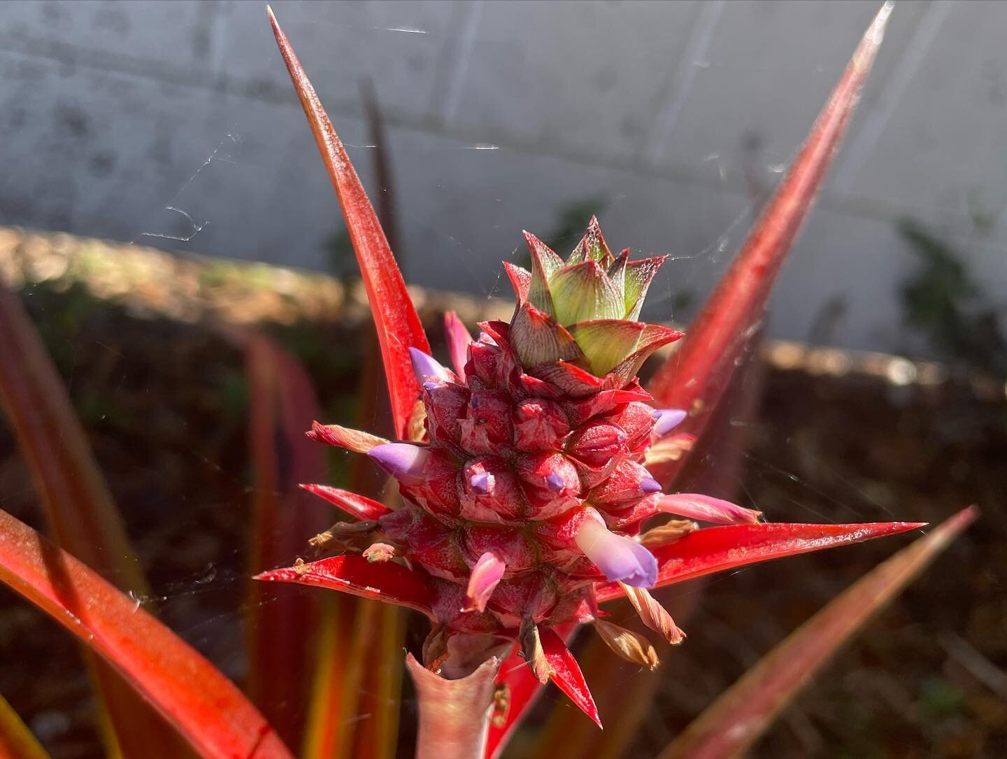 Purple flowers on Pink pineapples?! Nature is pretty wild 🤩🍍 
.
.
.
.
.
#microgreens #indoorgarden#garden #gardening #gardeners #gardensofinstagram #permaculture #vegetablegardening #veggies #veg #stpete #florida #sunshine #sunshinecity #health #nu