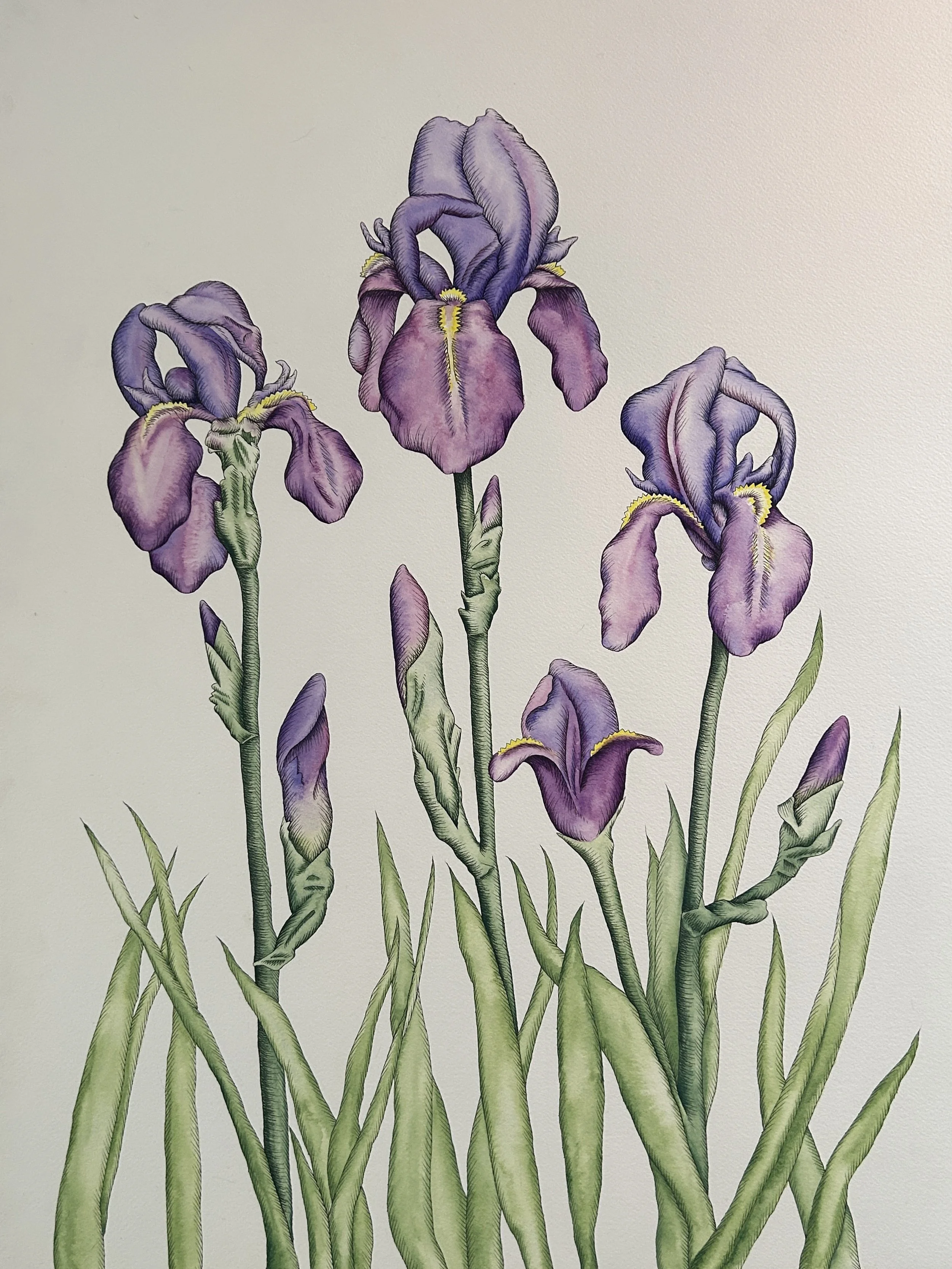 Irises - prints available 