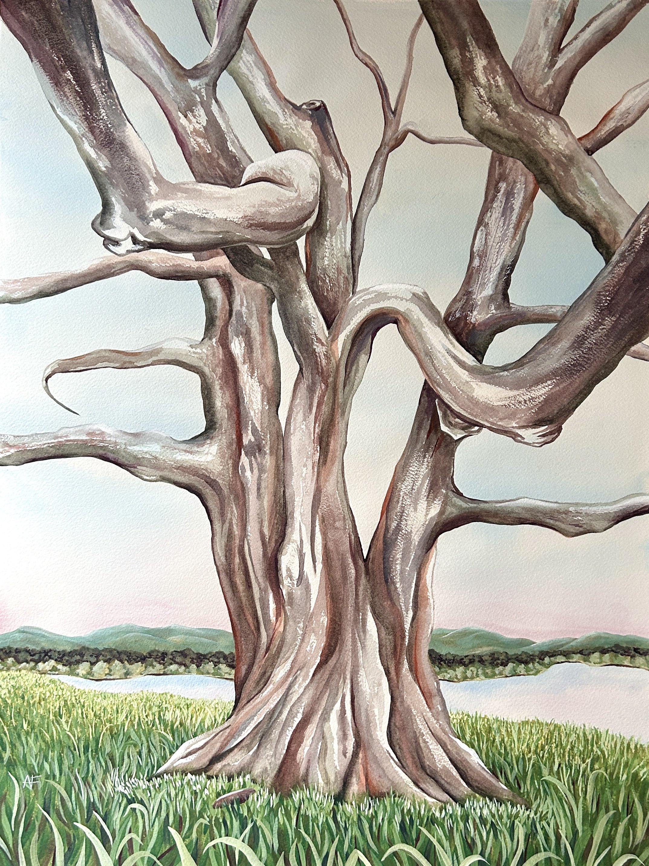 Ocean Lawn Beech - 18x24
