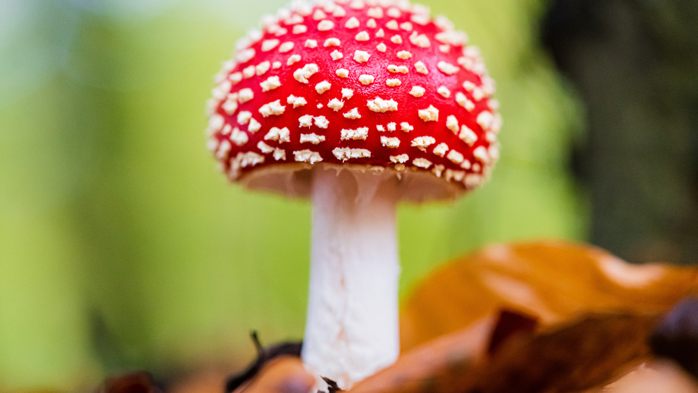 Microdosing with Amanita — Majestic Amanita