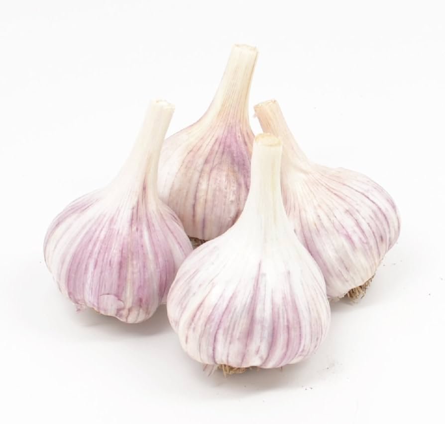 Garlic