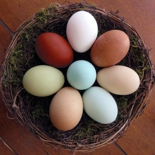 1 Doz. Chicken Eggs