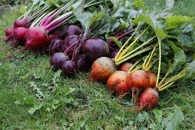 Red and Yellow Beets