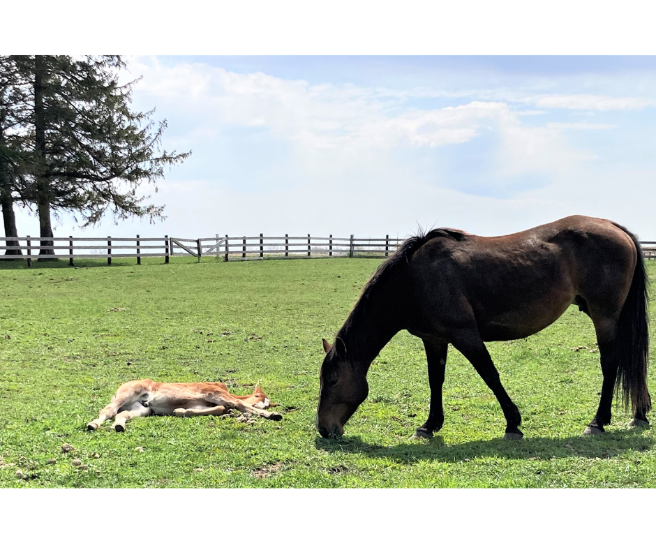 Slow Down and Give Your Brain a Break: 5 Steps Improve Productivity