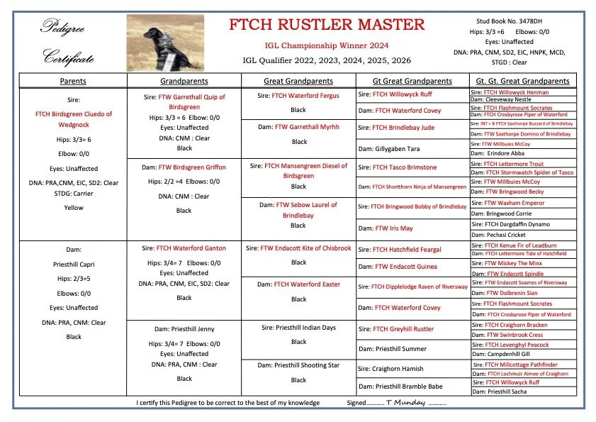 FTCh Rustler Master (Gus) — Midland Gundog Training and Rabbit Pen