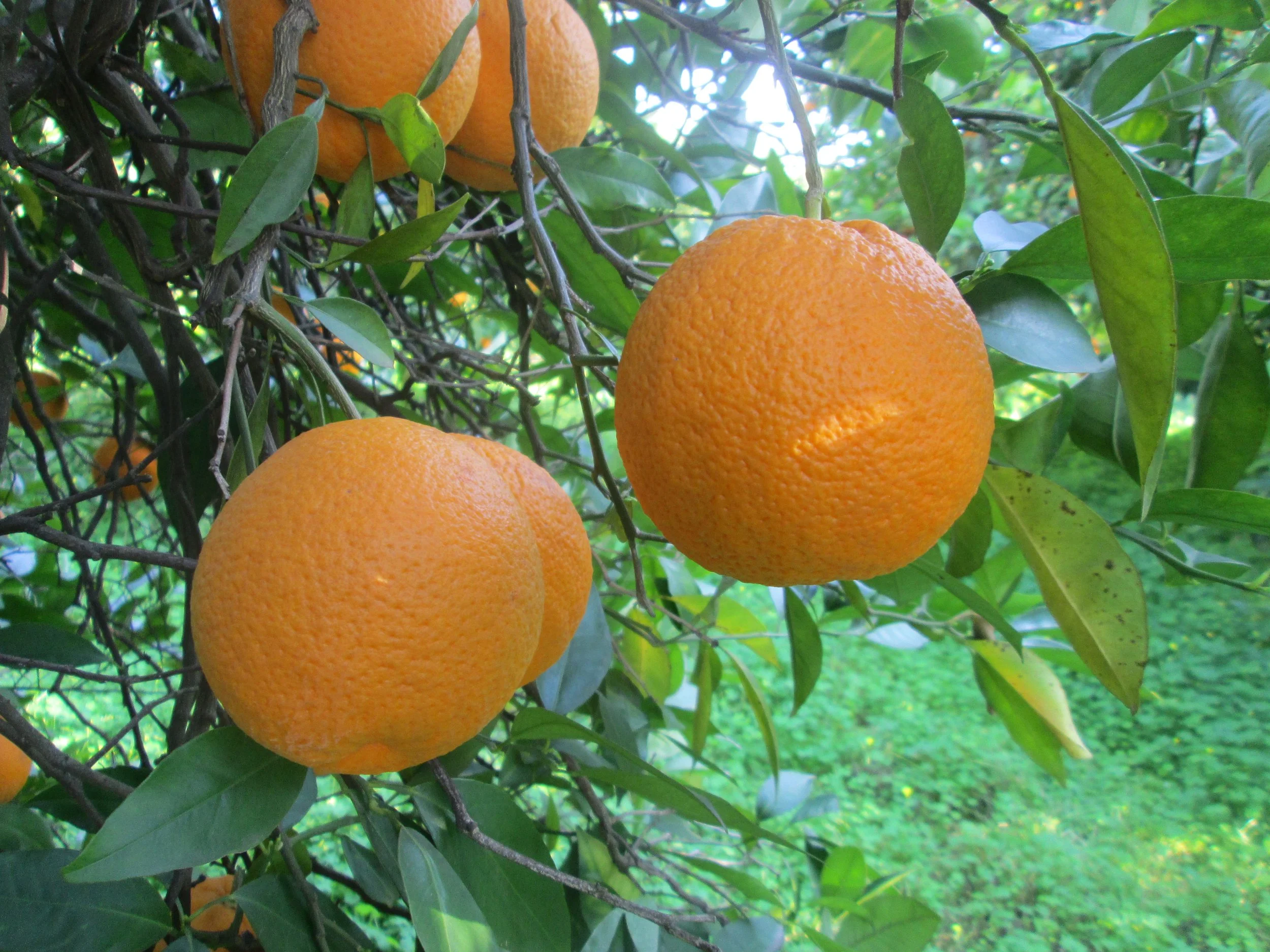 cadeneras (2).JPG