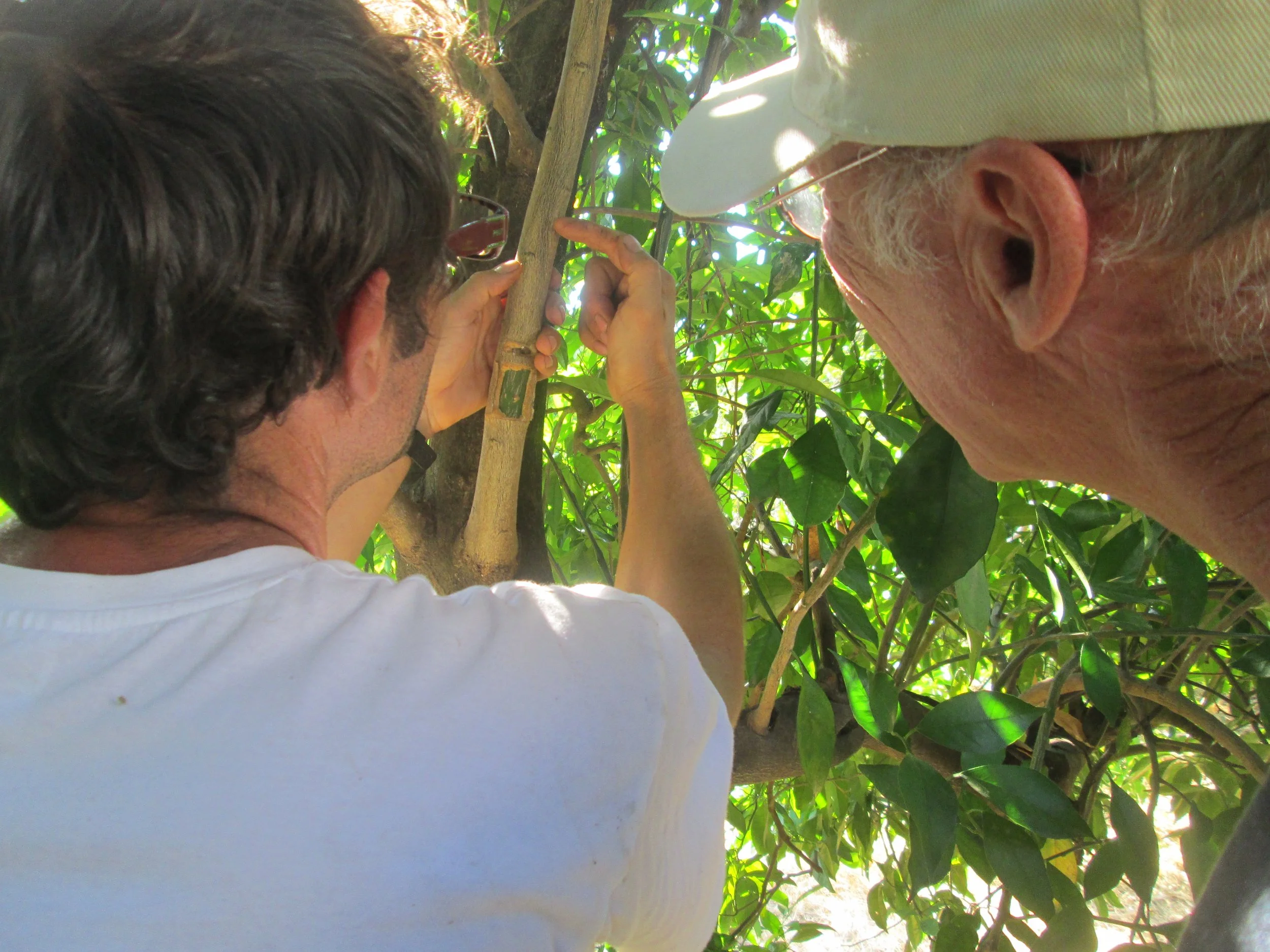 Explicando injeerto en visita.JPG