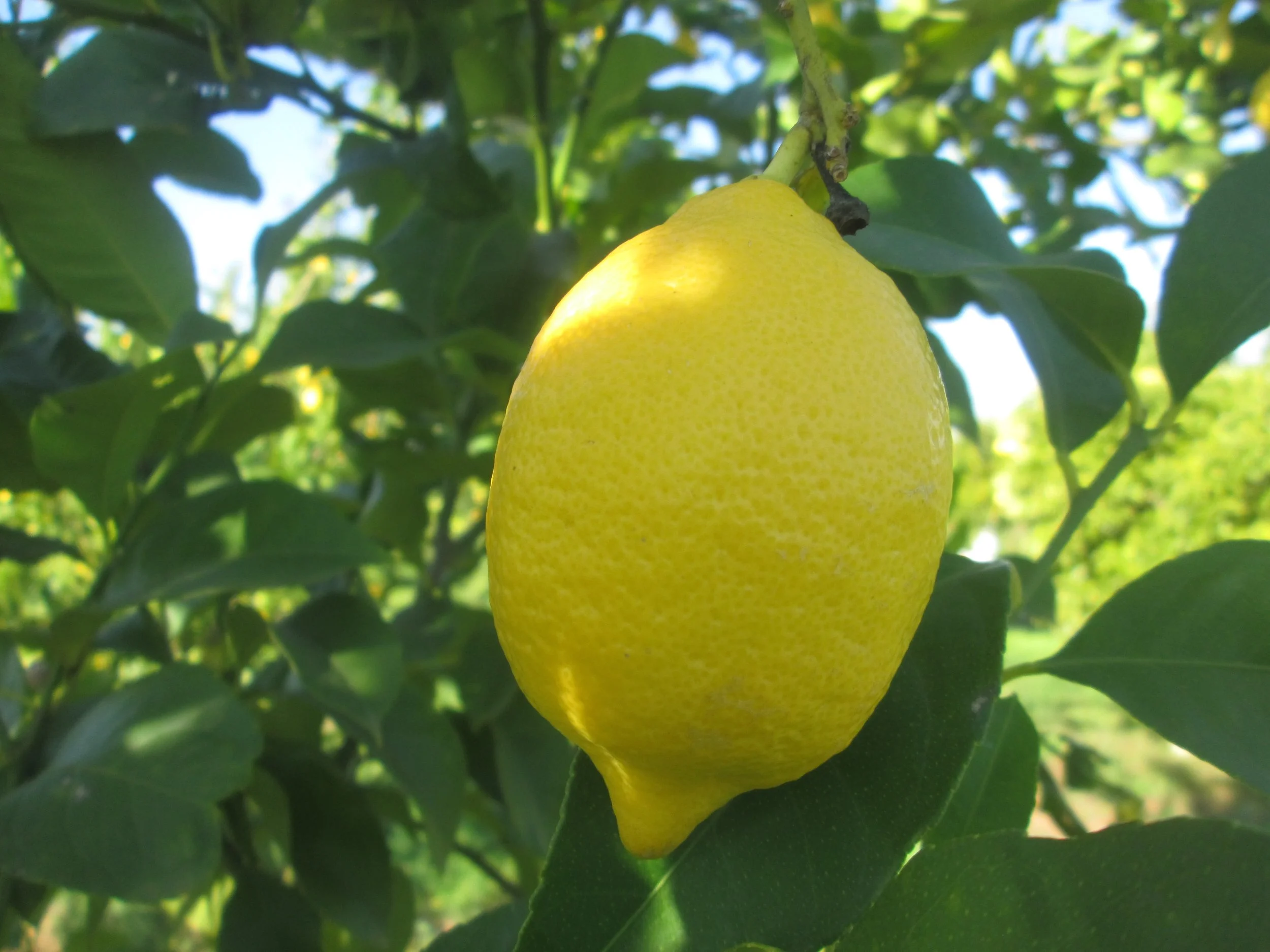 Limon 3.JPG