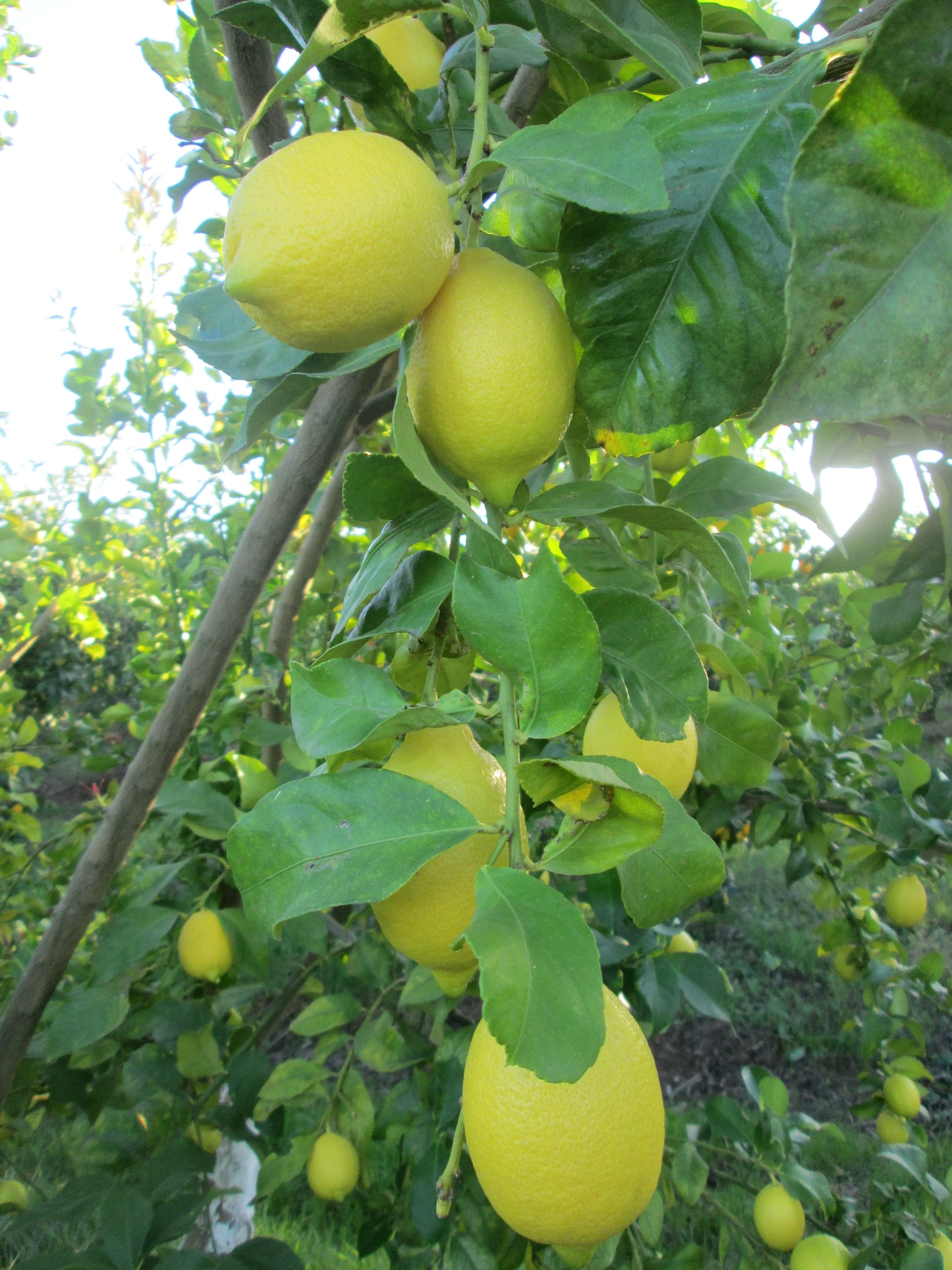 Limones 1.JPG