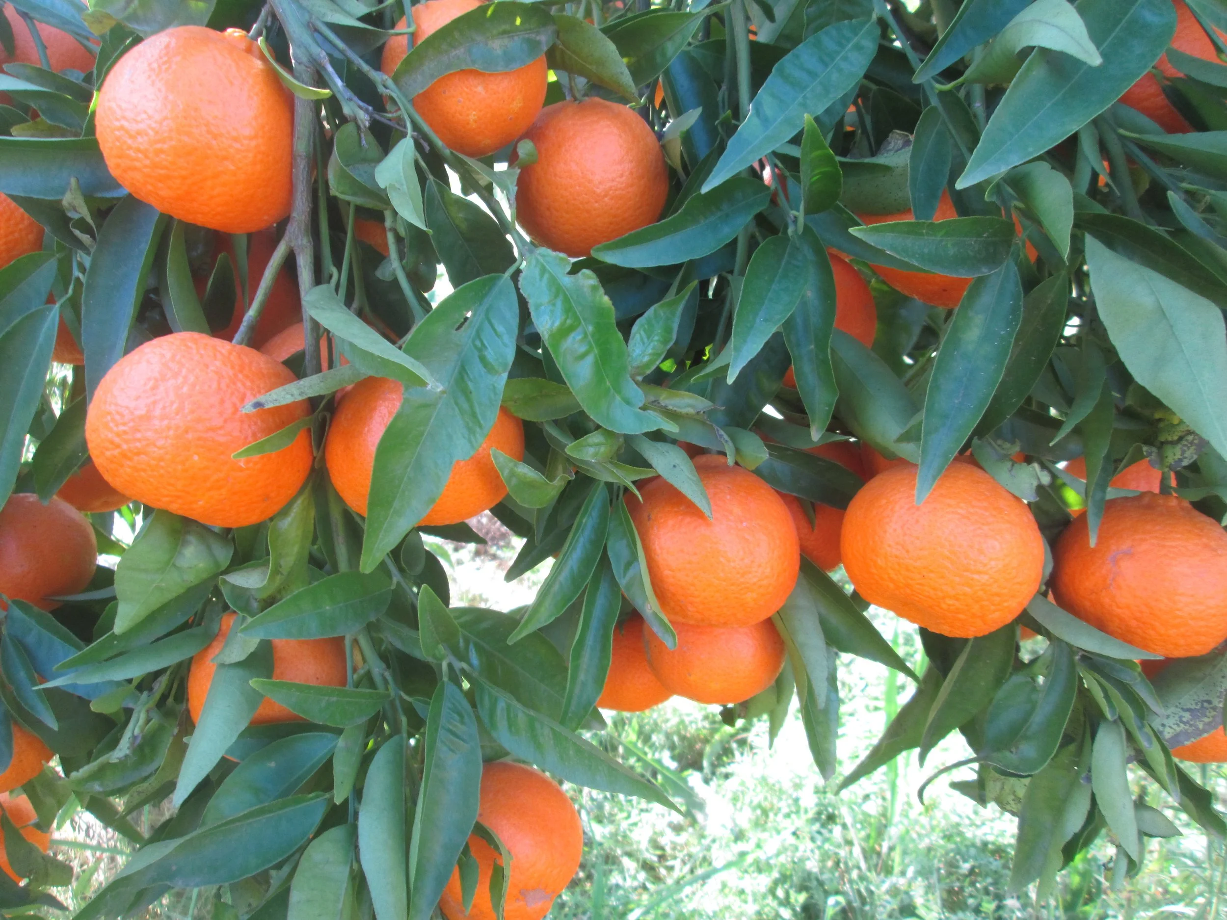 Mandarinas.JPG