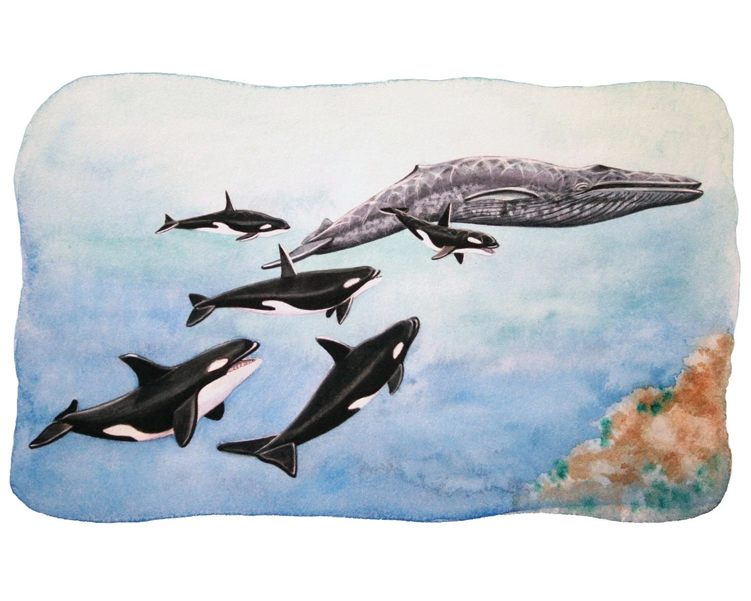 killer-whales.jpg