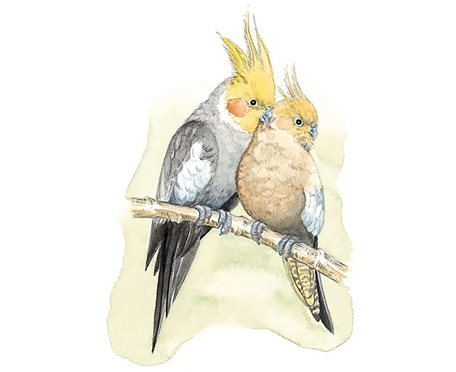 loving-budgies.jpg