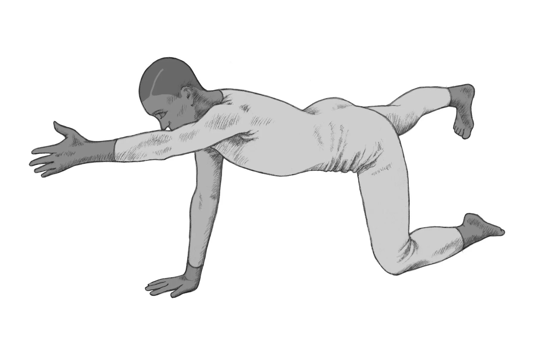 bird-dog-variation.jpg